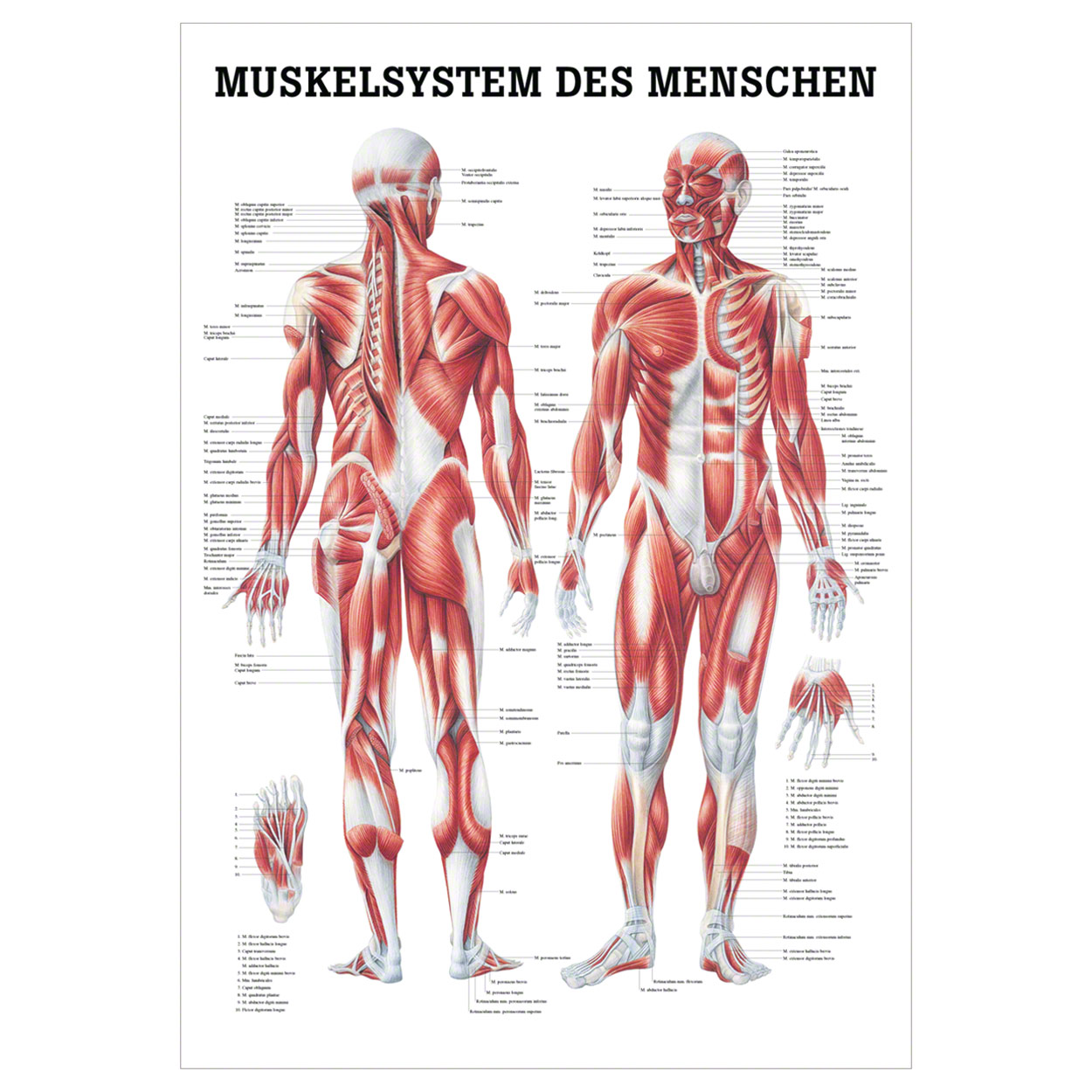 Anatomische Lehrtafel
